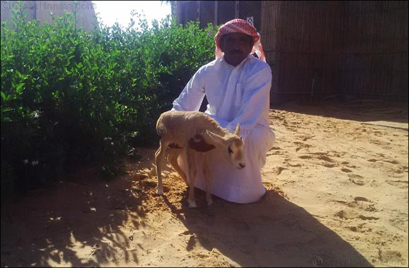 Baby Oryx born at Arabian Nights Village