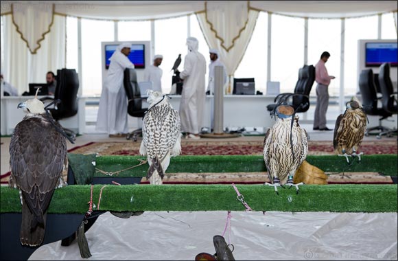 Fazza Championship for Falconry Tilwah begins the season with Faroukh (younger falcons)