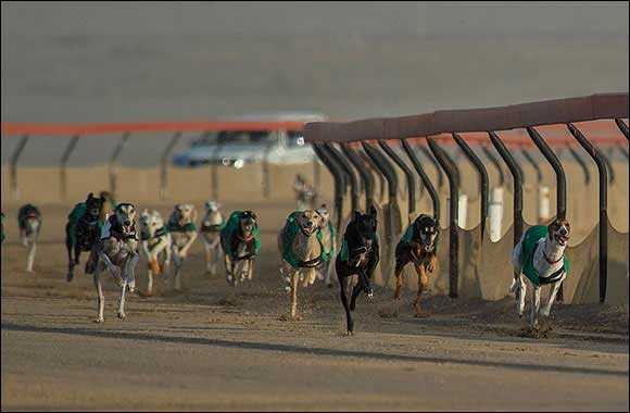 Hundreds of exotic Arabian greyhounds compete in the 9th Saluki Championships in Al Marmoum