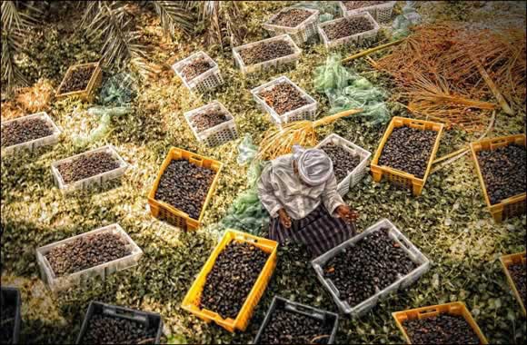 3rd Liwa Ajman Date Festival concludes successfully with huge turnout