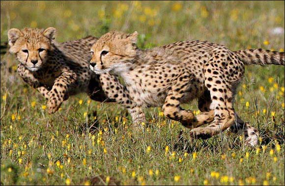 National Geographic Abu Dhabi Series Premiers