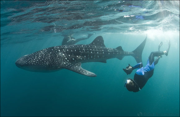 Discovery Channel Makes a Splash With �Arabia's Sharks: a Journey of Discovery'