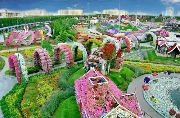 Dubai Miracle Garden all set to �bloom� ahead of a dramatic winter opening