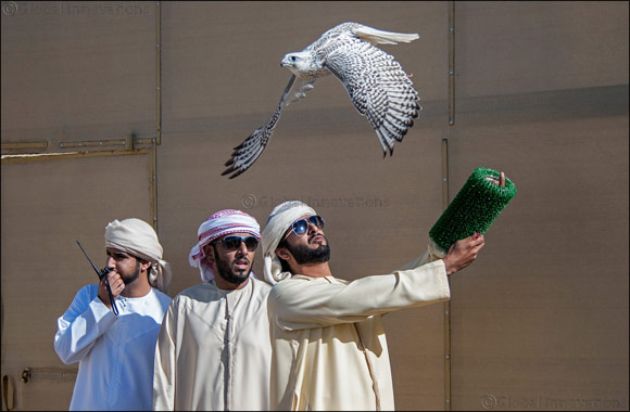 F3 and MRM Falcon teams share honours in National Day Championship for Falconry