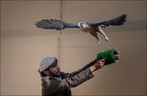 Record number of 670 compete on second day of Fazza Championship for Falconry Tilwah