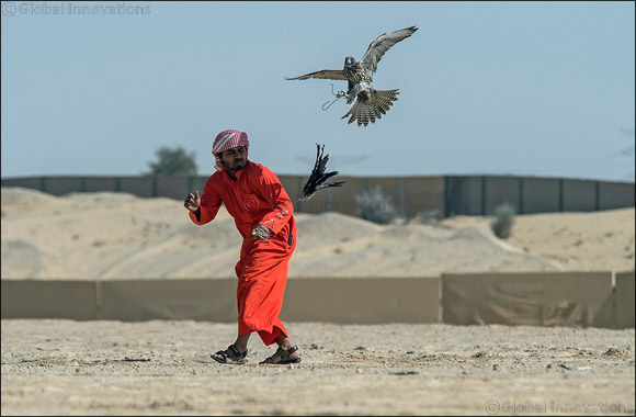 F3 falcons in stunning show on third day of Fazza Championship for Falconry Tilwah �Fakhr Al Ajyal'