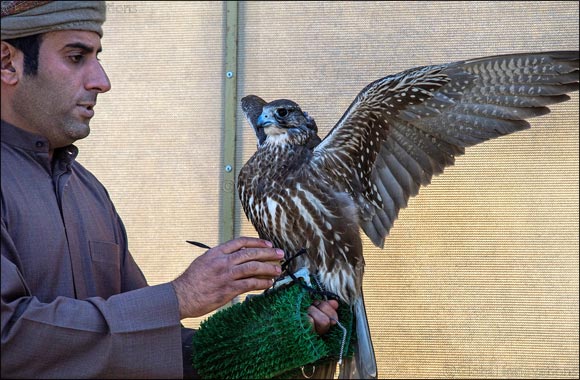 Sheikh Hamdan's falcon �Ghaith' breaks record in Fazza Championship for Falconry Tilwah �Fakhr Al Ajyal'