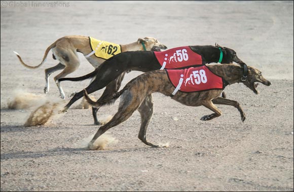 10th edition of Saluki Championships to kick-off with 10 qualifying rounds in Amateurs category
