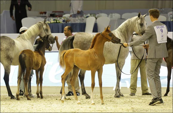 Family-friendly Fun Awaits Equestrian Enthusiasts at Dubai International Horse Fair
