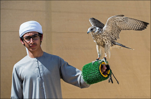 Briton's falconry ambitions soar as falcon English' takes flight