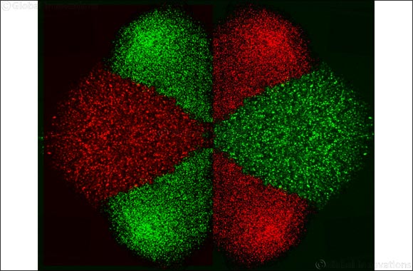 NYU Abu Dhabi researchers develop Micro-Electro-Fluidic Probe (MeFP) technology to isolate and pattern cells