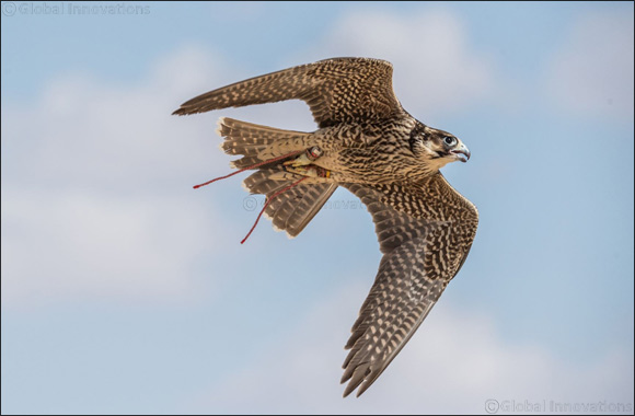 Fakhr Al Ajyal Falconry Championship launches a new category With the directions of H.H. Sheikh Hamdan Bin Mohammed Bin Rashid Al Maktoum