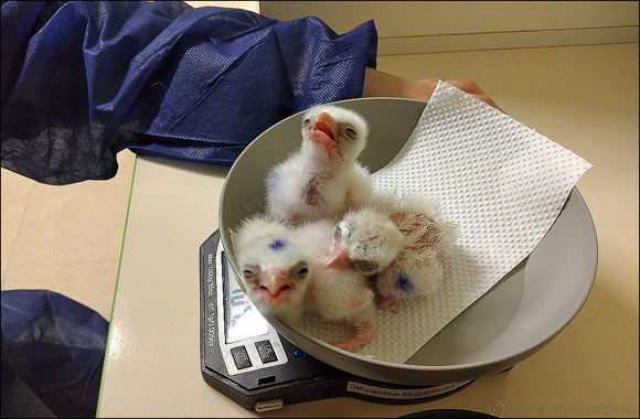 Mohamed Bin Zayed Raptor Conservation Fund Leads Southern Balkan Wild Saker Falcon Reintroduction Project