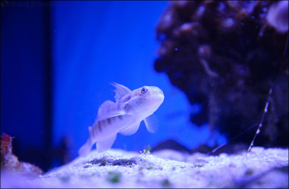 Heart of Europe Expands Operations of Coral Institute � the Middle East's First Such Initiative to Promote Marine Life