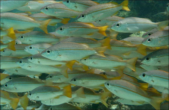 Reduced Coral Reef Fish Biodiversity and Functioning Under Temperatures That Mirror End-of-century Climate Predictions