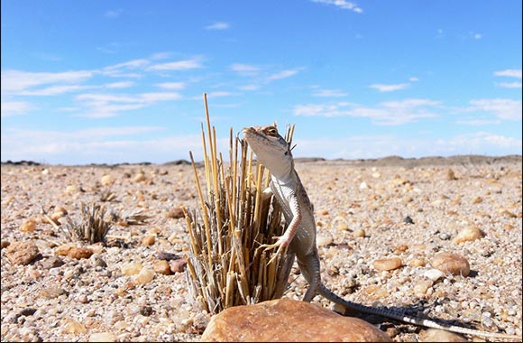 A Decade of Innovation and Discovery Within the Natural World  