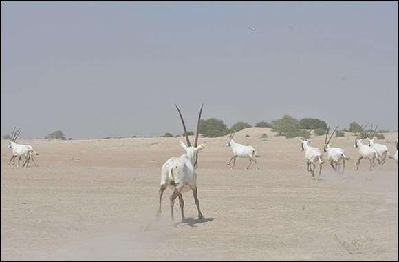 Environment Agency - Abu Dhabi Releases a New Group of Arabian Oryx in the Houbara Protected Area