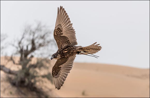 New Season of Falconry Championships To Soar High in New Year