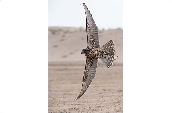 Al Dhafra and Team F3 Continue their Dominance at Fazza Championship for Falconry�Telwah