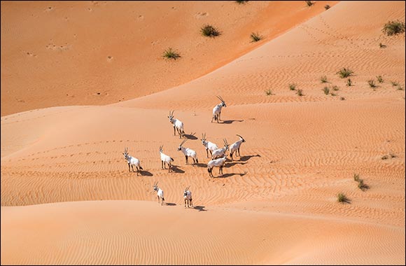 Environment Agency � Abu Dhabi Records  a 22% Increase in the Number of Arabian Oryx in the Reserve in Al Dhafra Region
