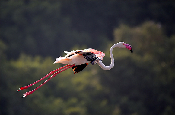 Wikimedians of UAE announce Wiki Loves Earth UAE Photo Contest