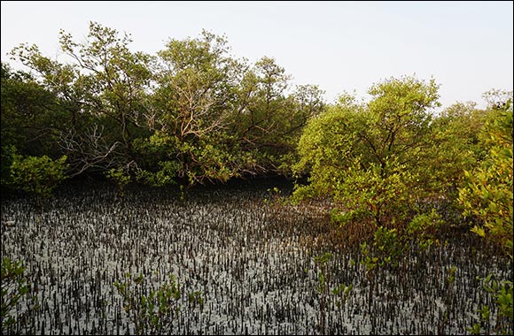 The Environment Agency - Abu Dhabi Announces  the Ghars Al Emarat which will Plant Mangrove Trees for each Visitor to COP28