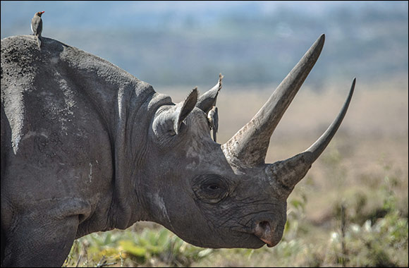 Emirates Launches New Wildlife Amenity Kits Highlighting Endangered Species