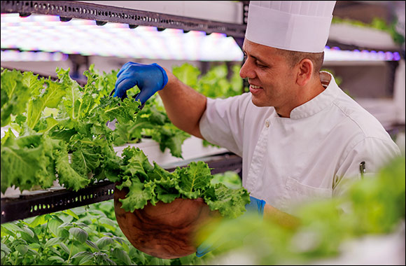 Inside this innovative Indoor Hydroponic Farm in the Maldives