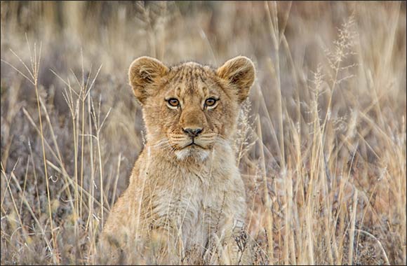 Combatting the Illegal Wildlife Trade: Emirates SkyCargo Fights to Keep Wildlife Wild