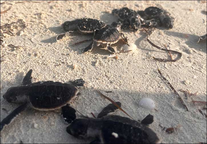 EGA welcomes over 140 endangered Hawksbill turtle hatchlings at Al Taweelah beach