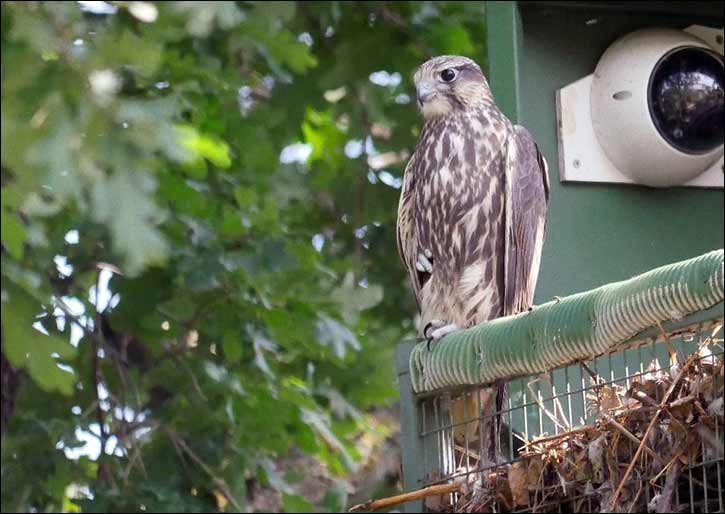 Mohamed bin Zayed Raptor Conservation Fund Showcases Global Achievements at ADIHEX 2025