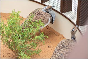 Inaugural Al Ain International Hunting and Equestrian Exhibition shines spotlight on UAE's animals tied to its heritage