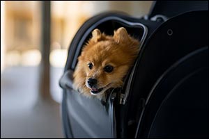 Etihad Airways Makes Travelling with Pets More Accessible with a Special Pets O...