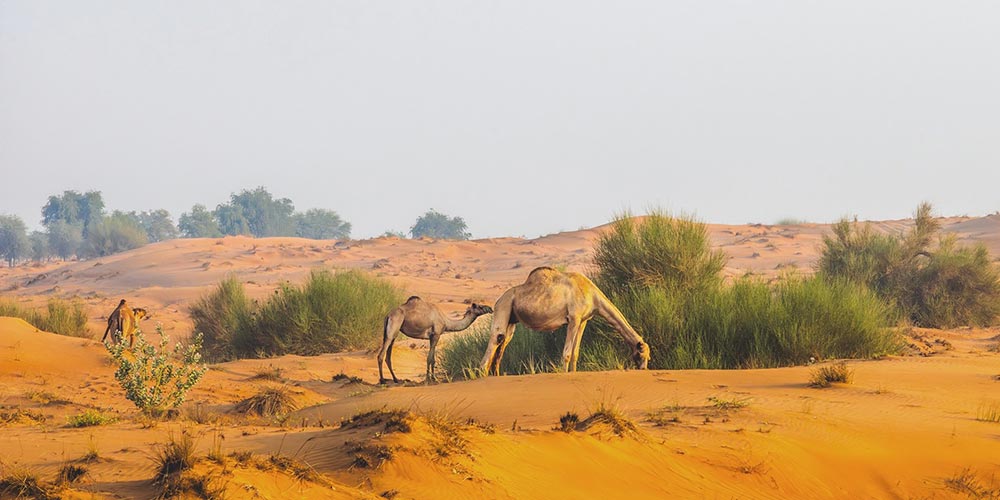 Under the directives of Hamdan bin Zayed, Environment Agency  � Abu Dhabi announces emirate's 2026 grazing season to run exceptionally from 22 April until 15 October