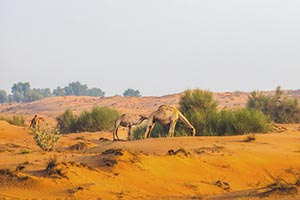 Under the directives of Hamdan bin Zayed, Environment Agency  � Abu Dhabi announ