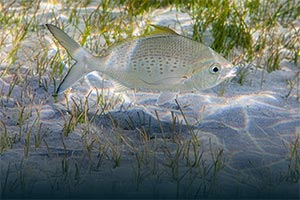 Under directives of Hamdan bin Zayed, Environment Agency � Abu Dhabi implements 