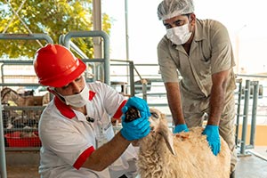 Dubai Municipality abattoirs receive more than 18,375 livestock during Eid Al Ad