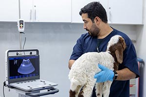 Dubai Municipality delivers nearly 183,700 veterinary services through advanced