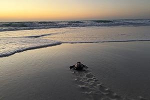 Environment Agency – Abu Dhabi records first-ever Olive Ridley turtle nest in th
