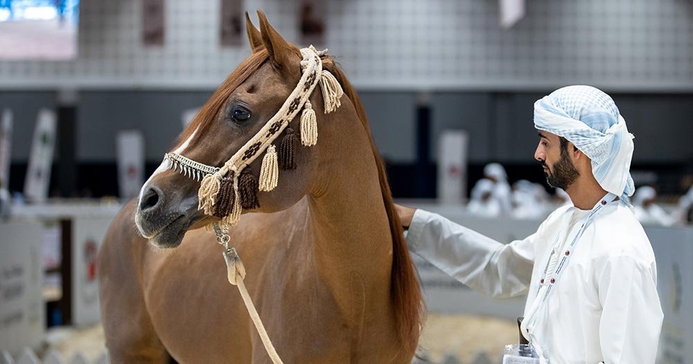 Purebred Arabian Horse Showcases, Equestrian Displays and Heritage Activities Among Key Highlights of Day Seven at ADIHEX 2026