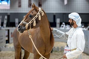 Purebred Arabian Horse Showcases, Equestrian Displays and Heritage Activities Am