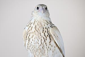 Falcon is Sold for AED 2.1 Million (USD 571,000) in Abu Dhabi, Setting the World