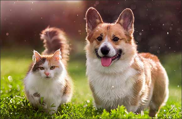 Petworld Arabia 2025