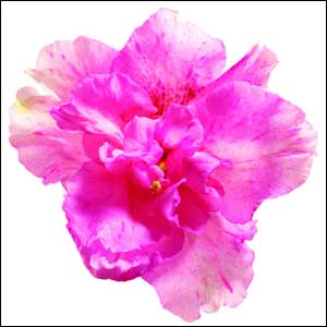 What's In-Store? PULSE AT RAMADAN