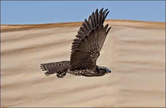 Fazza Championships for Falconry Continues with Younger Gear Tebha Category