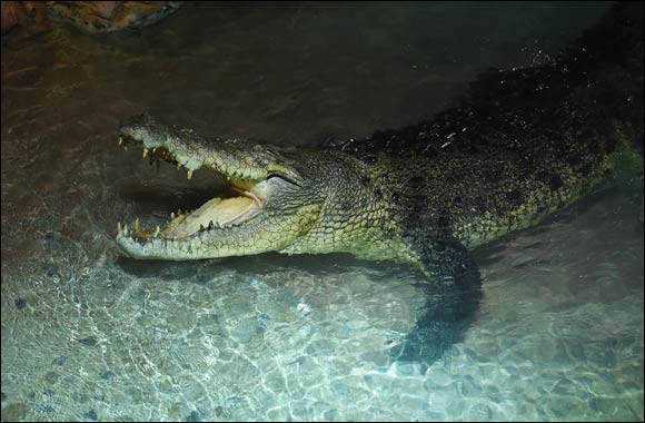 Nature's rare phenomenon, King Croc is ready to spellbind you at Dubai Aquarium & Underwater Zoo
