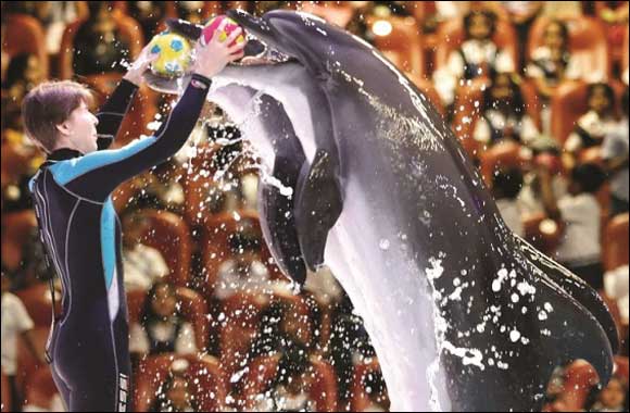 Set out on fun-filled family adventures in Dubai this DSS