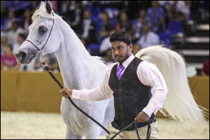 11th Dubai International Horse Fair makes tracks with widening global and local reach